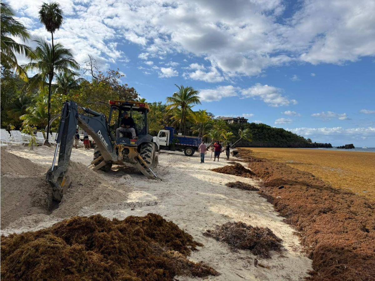 En total limpieza van quedando las playas de West Bay tras invasión de sargazo