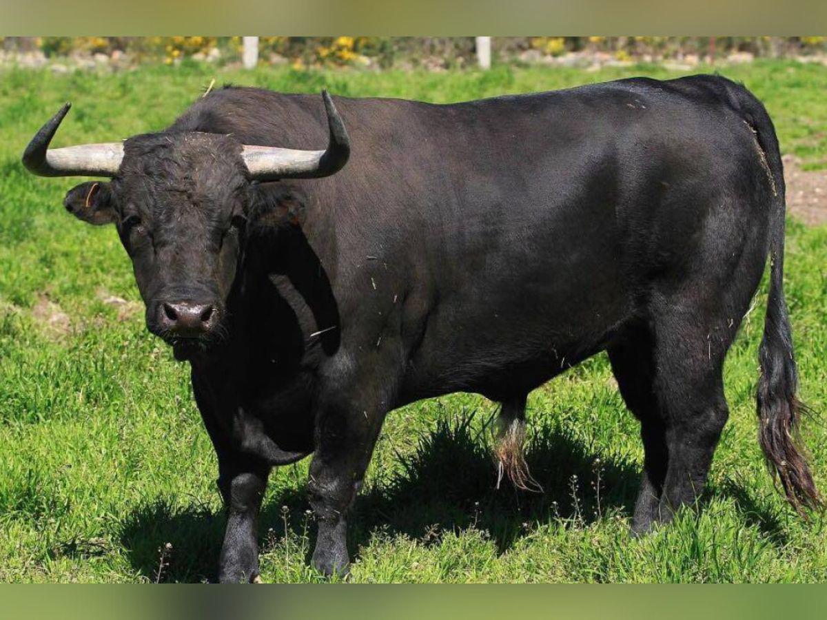 Hombre muere al ser atacado por un toro en Catacamas, Olancho