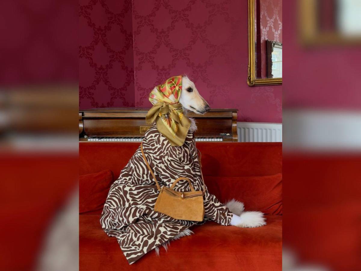 Samantha, la galga afgana que conquista las redes con su glamour de modelo