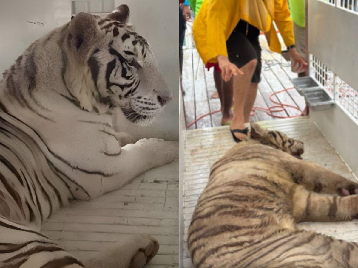 Honduras reubica por primera vez en EE UU a ocho grandes felinos para su conservación