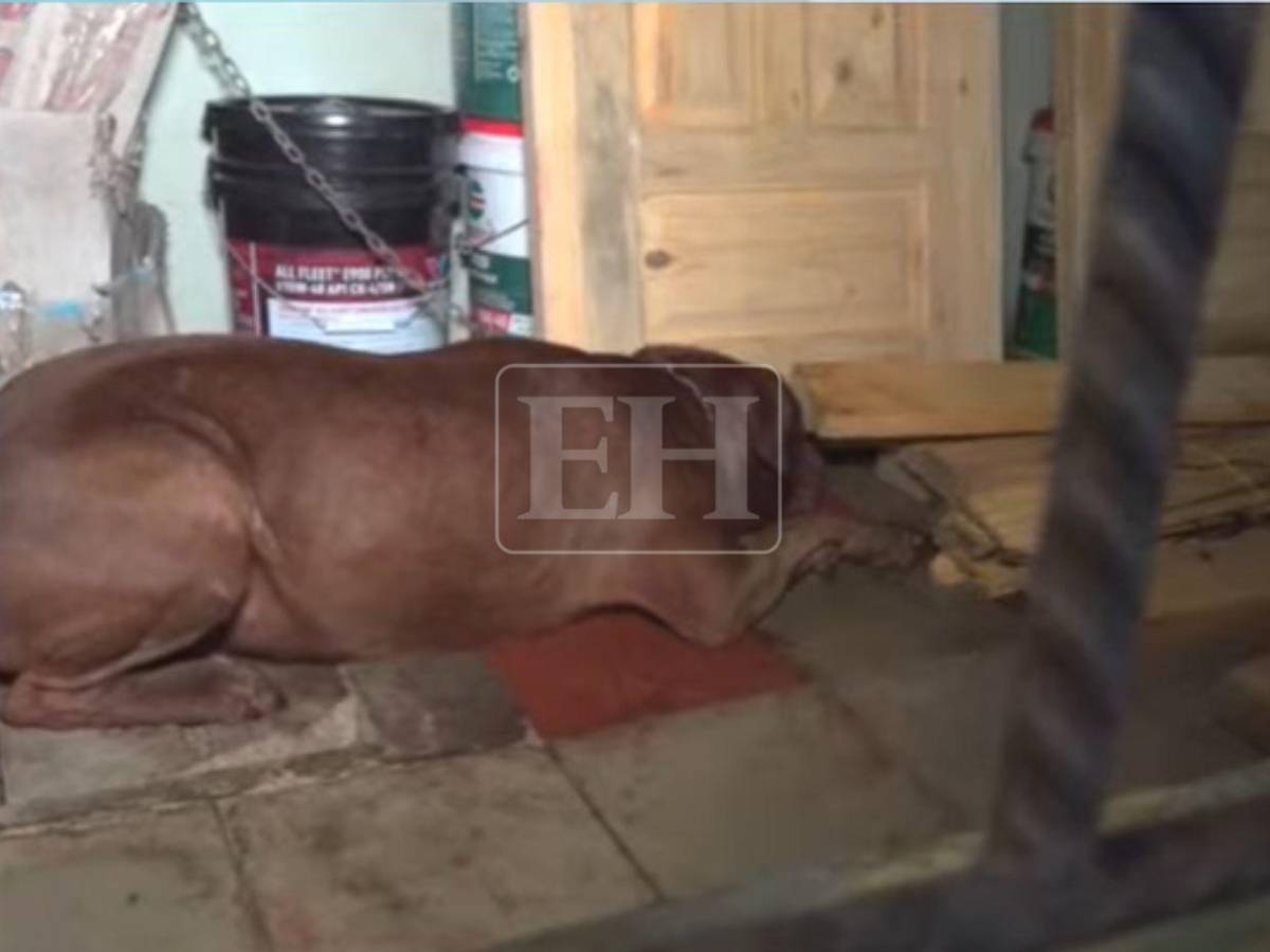 Le arrancó el pie: Zeus, el perro que mató a su dueño, en observación para descartar rabia