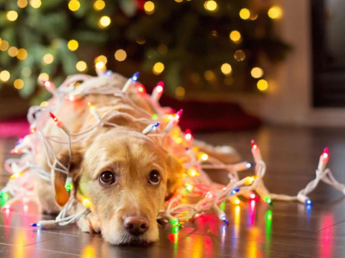 ¡Ellos también son familia! Esta protección necesita tu mascota en las fiestas de fin de año ¡Ellos también son familia! Esta protección necesita tu mascota en las fiestas de fin de año