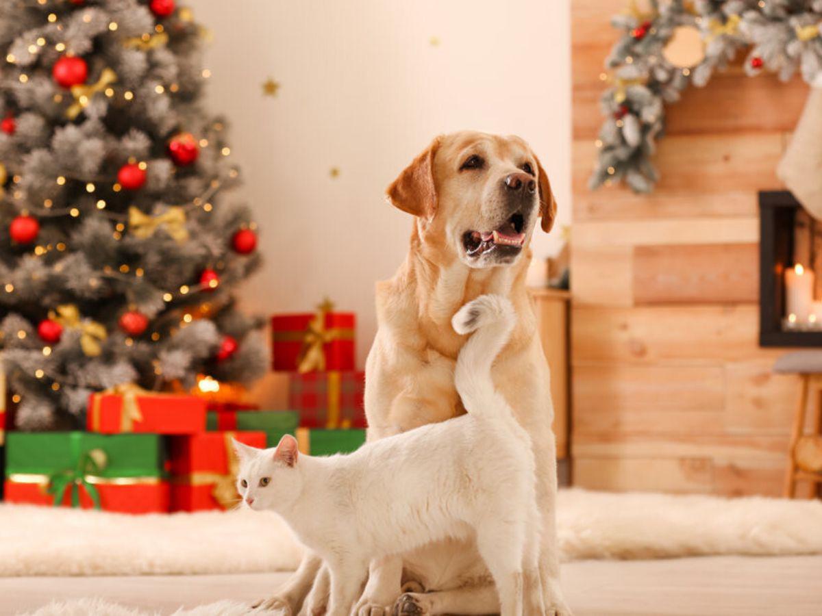 ¡Ellos también son familia! Esta protección necesita tu mascota en las fiestas de fin de año ¡Ellos también son familia! Esta protección necesita tu mascota en las fiestas de fin de año