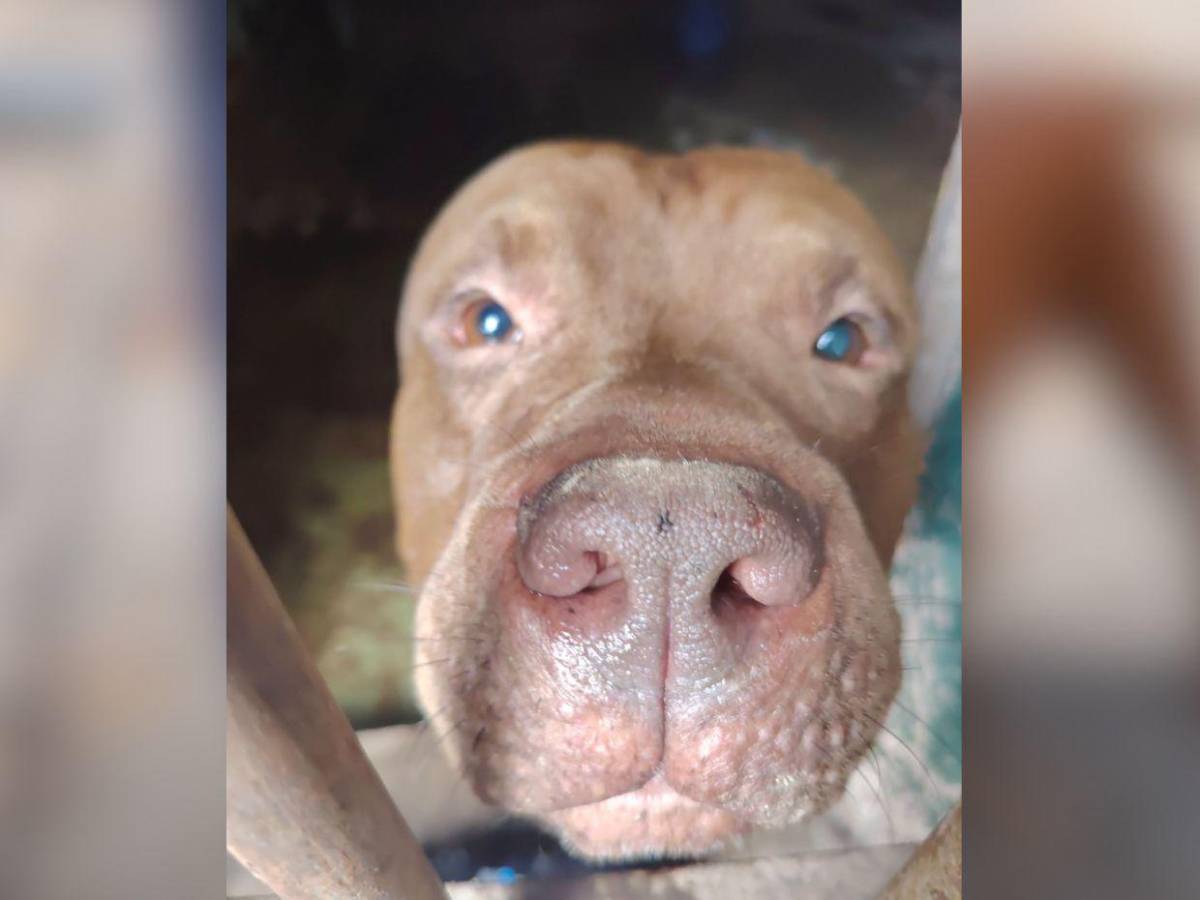 Esto hicieron con Zeus tras haber matado a su dueño en Tegucigalpa: impacta su cambio