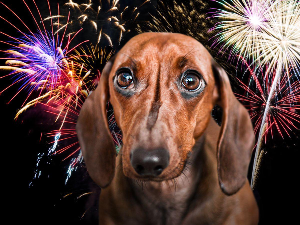 ¡Ellos también son familia! Esta protección necesita tu mascota en las fiestas de fin de año ¡Ellos también son familia! Esta protección necesita tu mascota en las fiestas de fin de año