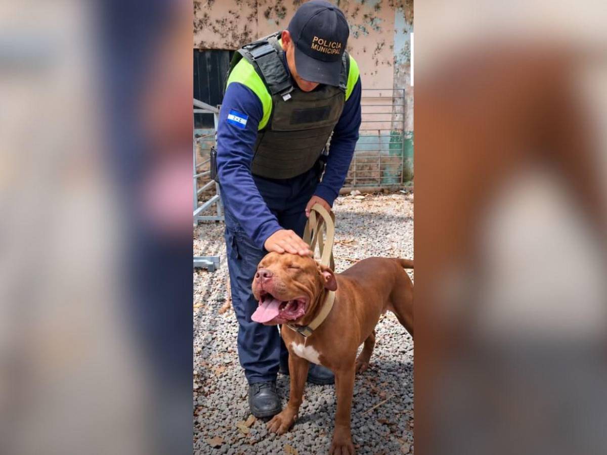 Esto hicieron con Zeus tras haber matado a su dueño en Tegucigalpa: impacta su cambio