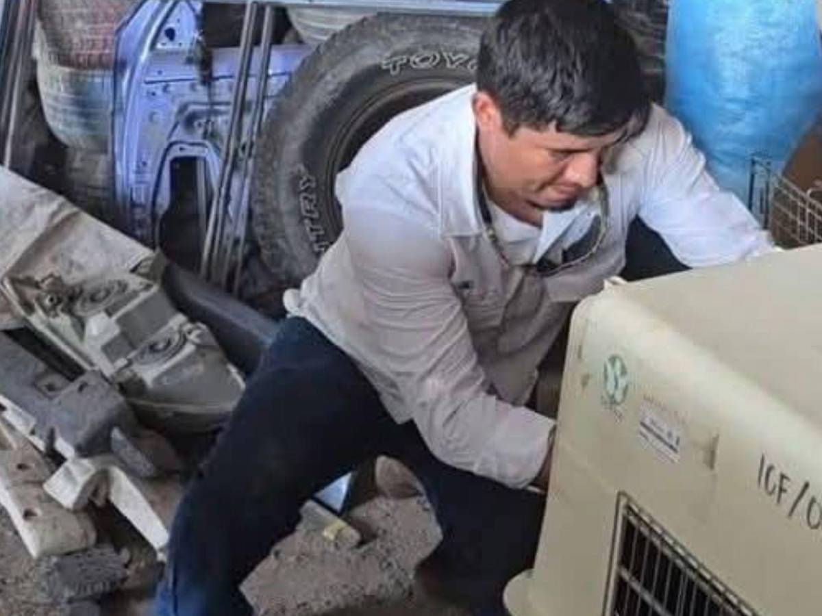 Así rescataron a mono araña que había escapado de un espacio en cautiverio en Copán