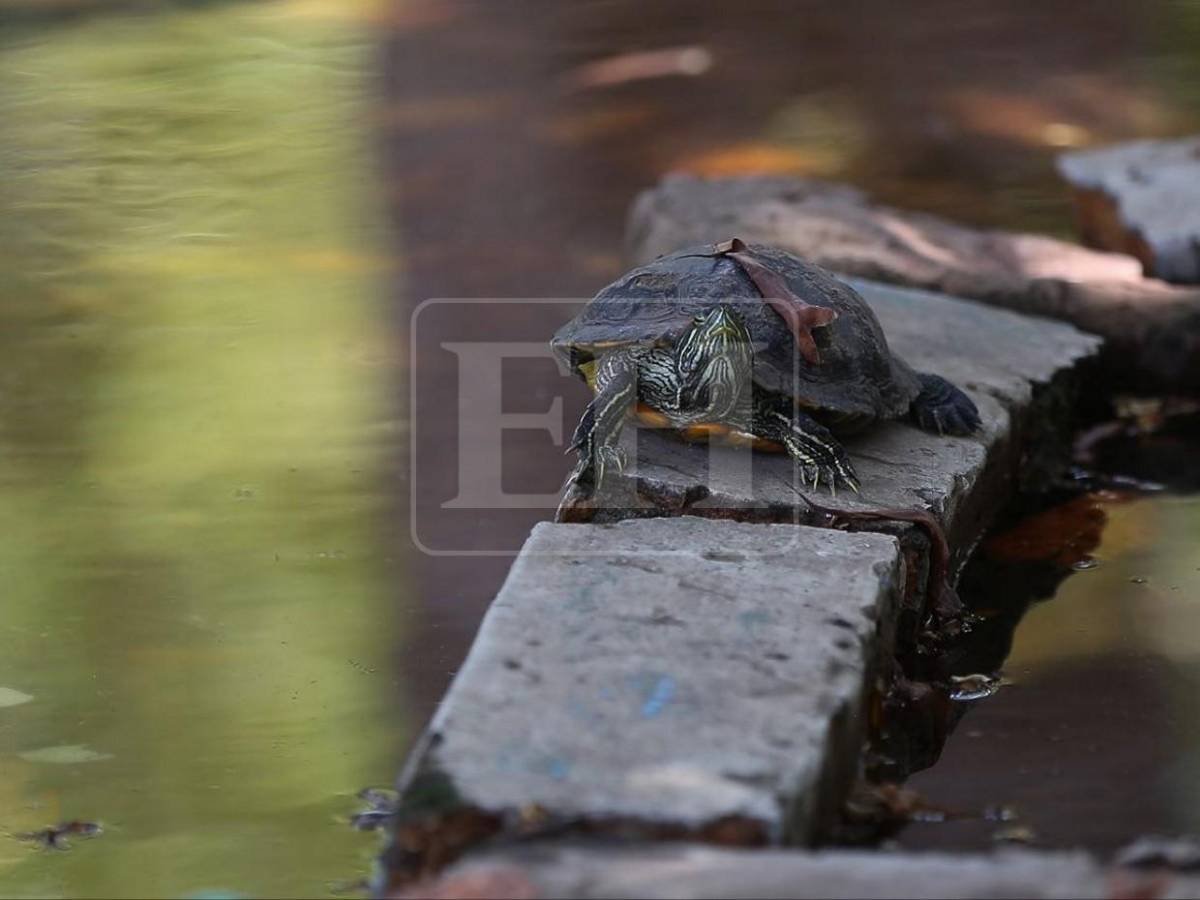 Parque La Concordia, la joya maya que buscan revivir en el corazón de la capital