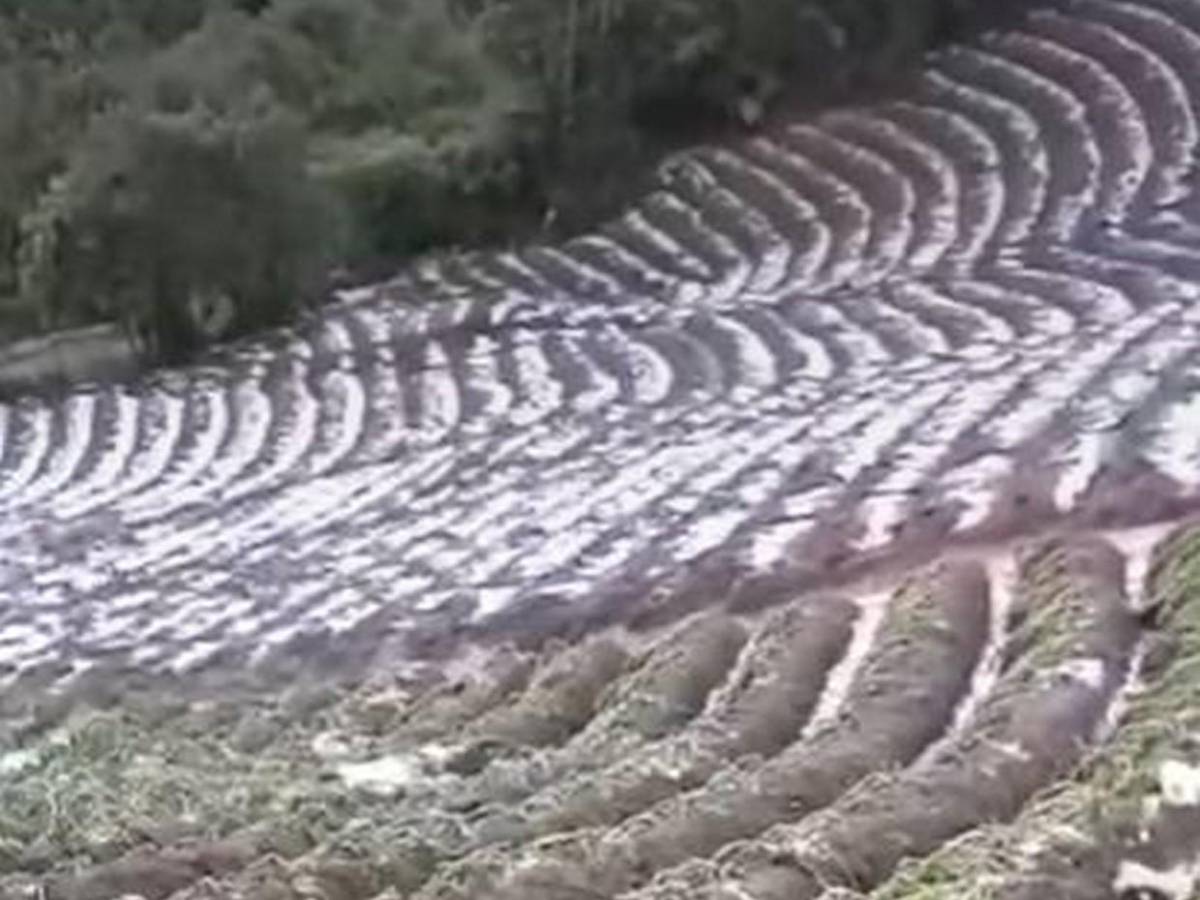 Es una gran decepción: tormenta de granizo causa estragos en cultivos de Intibucá