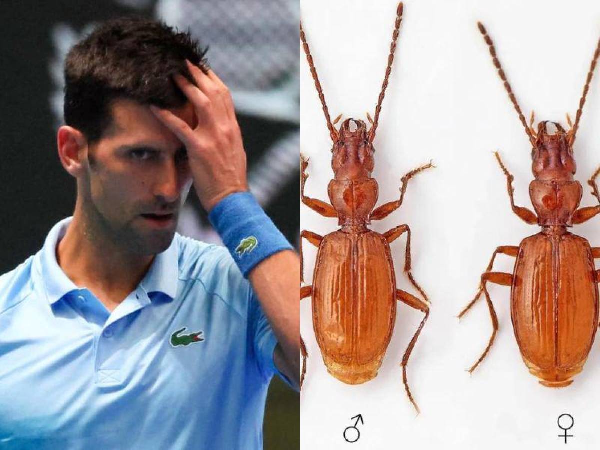 Descubre nueva especie de insectos y la nombraron Djokovic, como el tenista