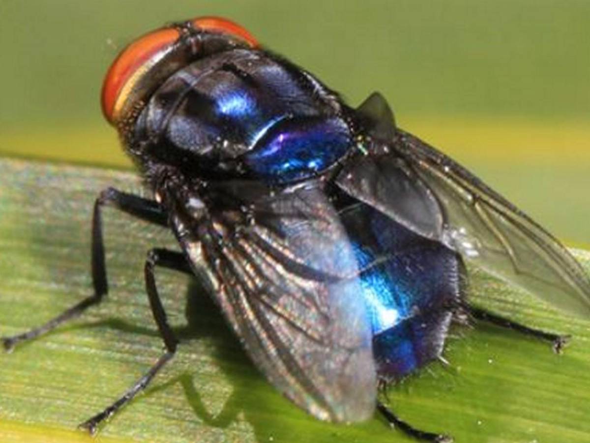 Miasis en humanos: ¿Cómo luce la mosca cochliomyia hominivorax que la provoca?