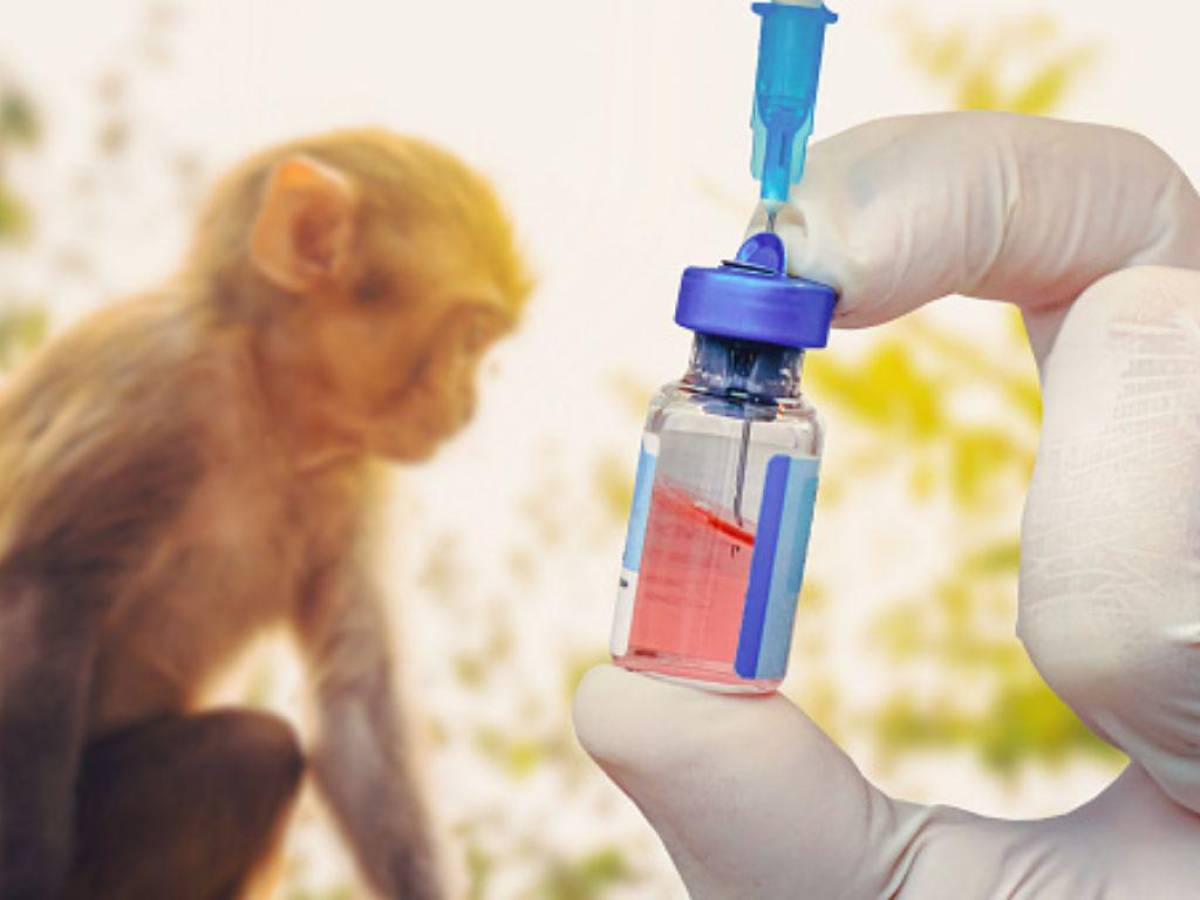 Inician en EEUU ensayos clínicos de vacuna contra la viruela del mono