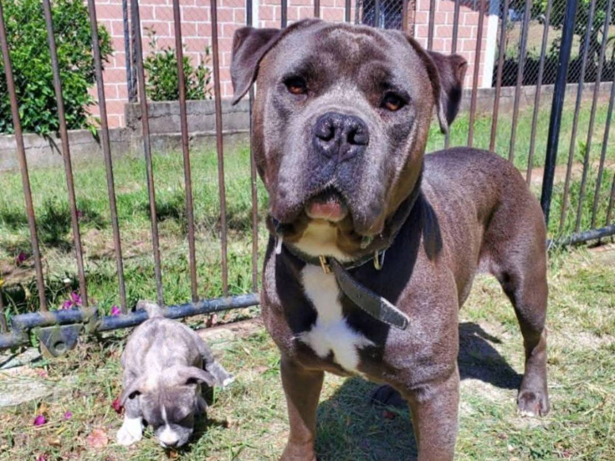 Indignación por muerte de “Chris”, el pitbull que habría sido torturado en Intibucá
