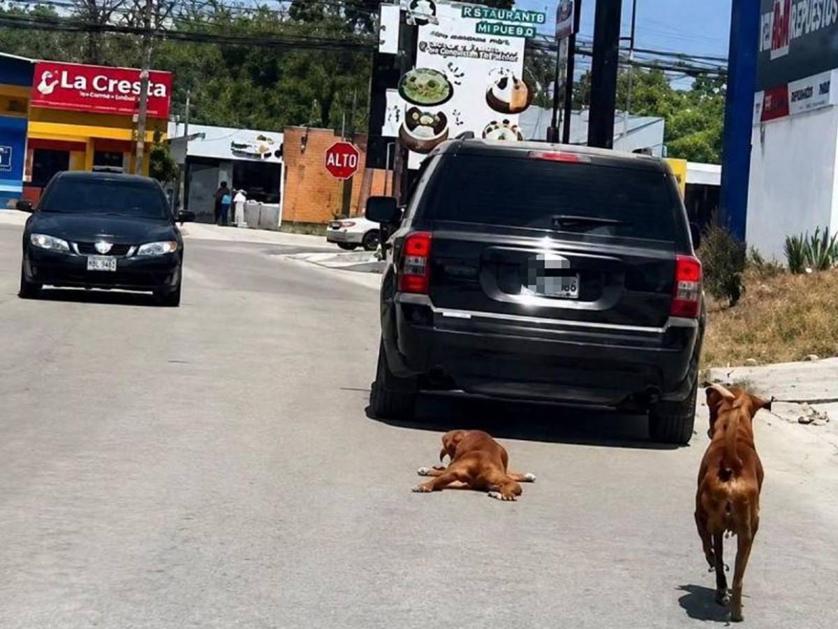 No hallaron lesiones: Hombre que arrastró a perro con su carro en Choloma queda en libertad
