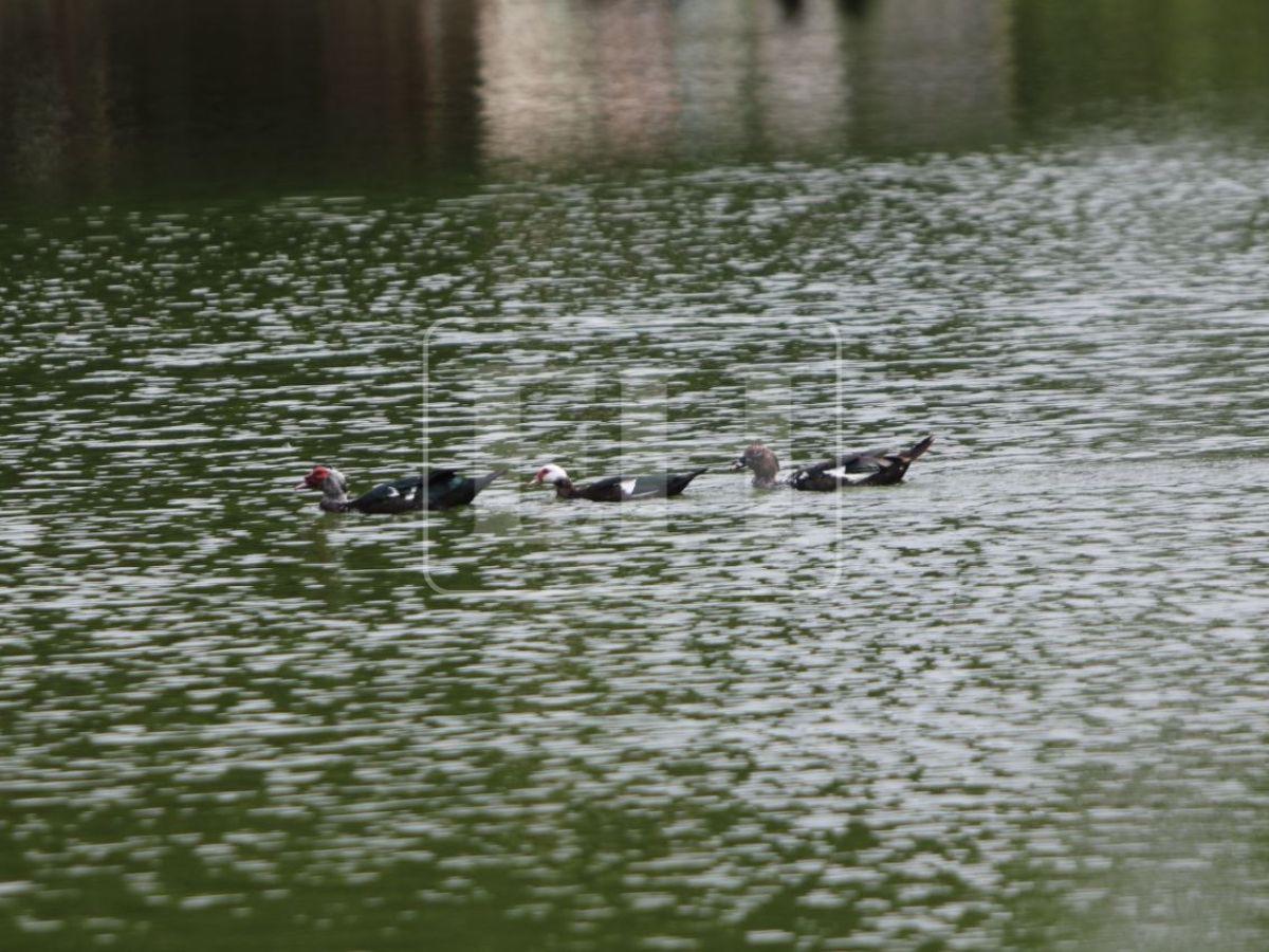 Laguna, paisajes y comida: Santa Lucía, el lugar de escape para esta Semana Santa