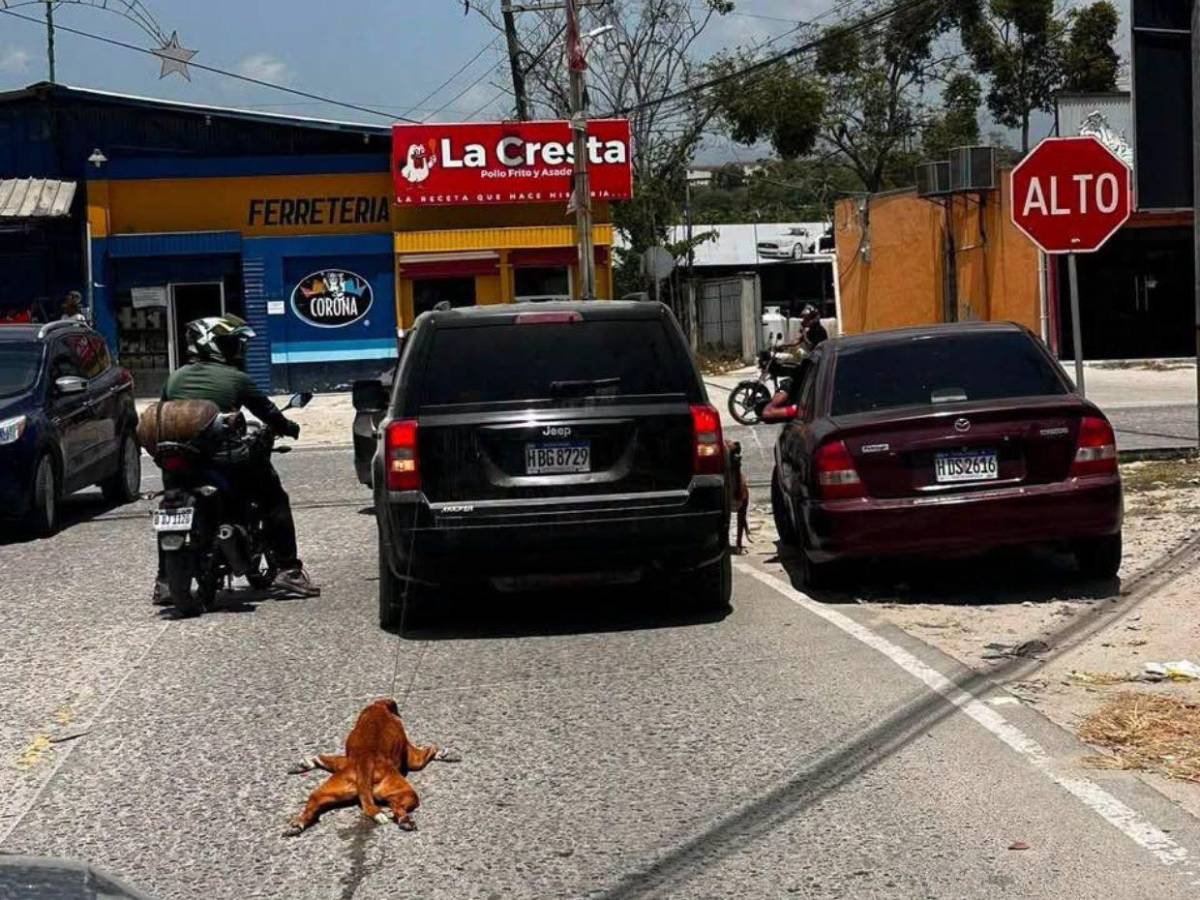 Pido disculpas: hombre explica que pasó con el perro que iba arrastrando en Choloma