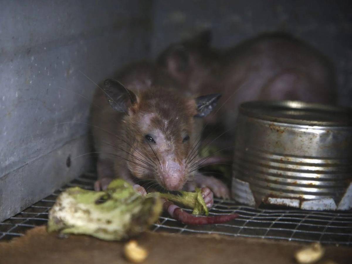 Hantavirus deja 3 muertos en un crucero y alerta global, ¿qué es y cómo se contagia?