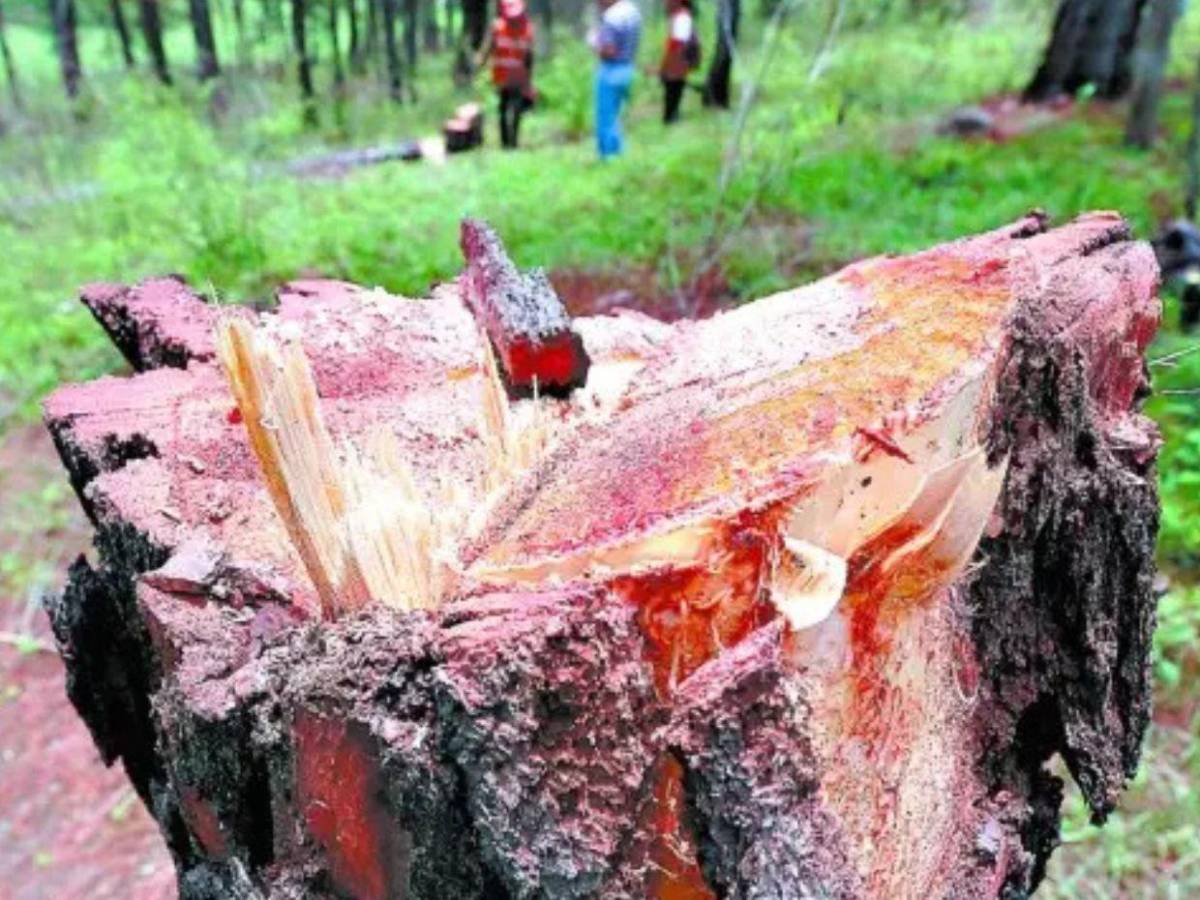 Industria de la madera en Honduras sobrevive entre incendios, tala ilegal y gorgojos