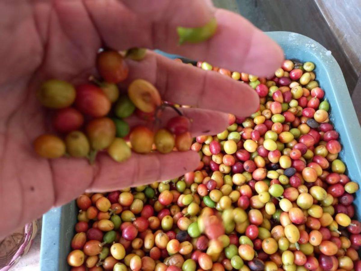 Expondrán productos hondureños en Shanghái