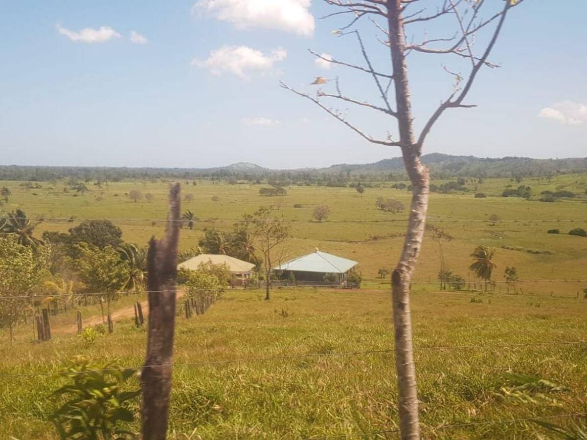 Aseguran cuatro manzanas de plantación de arbustos de coca en Colón