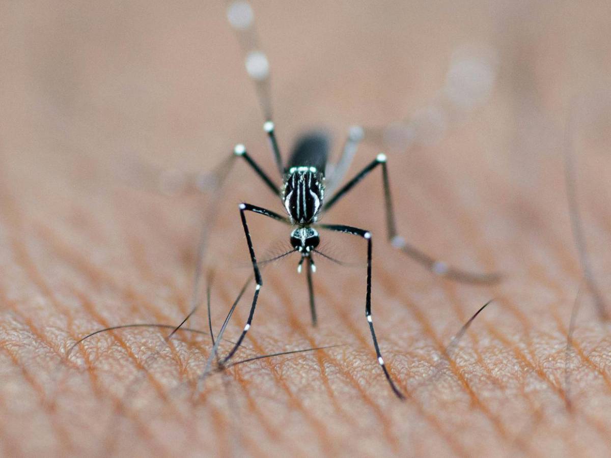 Cuba reconoce primeras muertes por epidemia de chikunguña y dengue