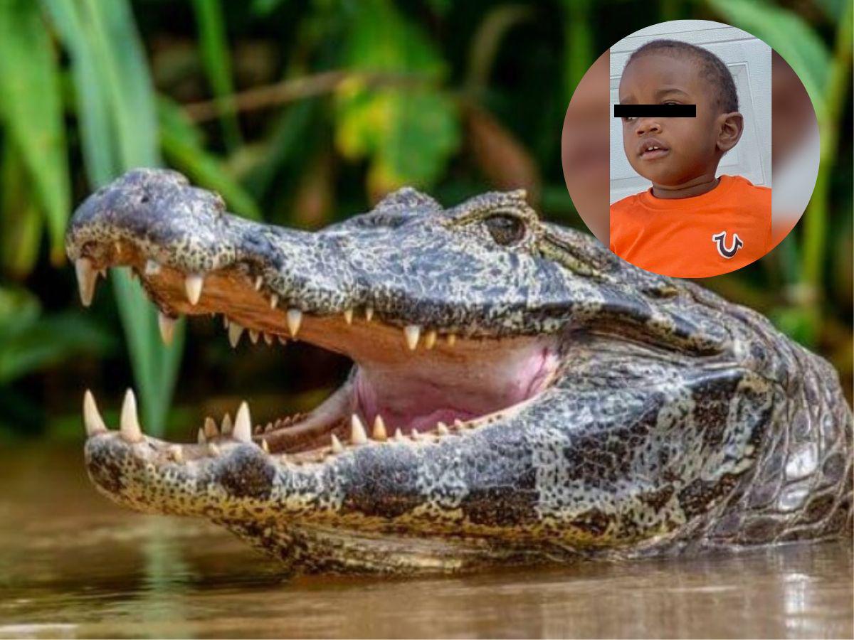Hallan el cuerpo de Taylen Mosley en la boca de un caimán en Florida