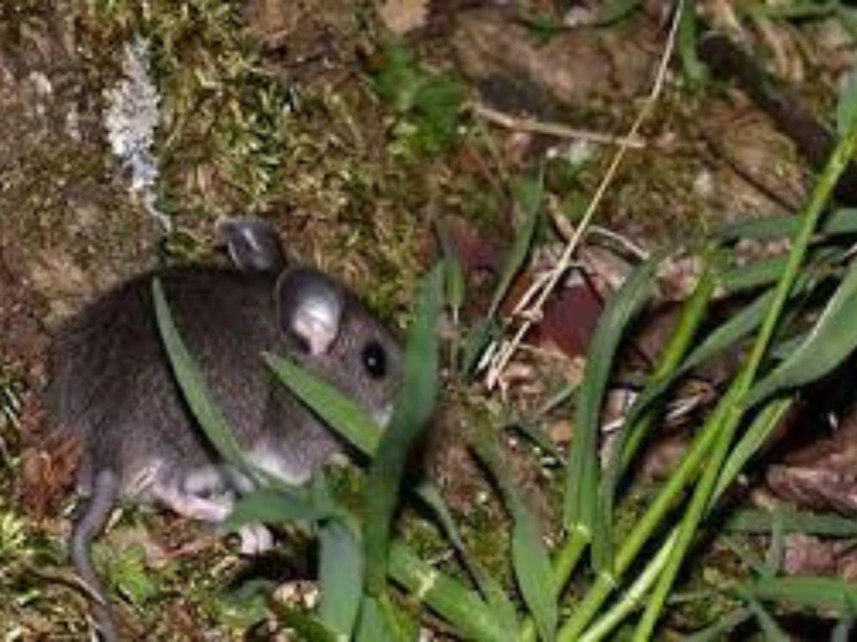 Hantavirus deja 3 muertos en un crucero y alerta global, ¿qué es y cómo se contagia?