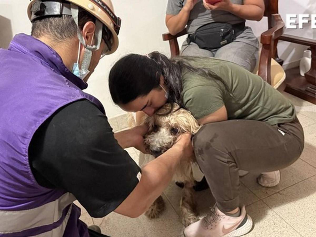 Antonio, el perro rescatado entre escombros da esperanza a una familia en Cali