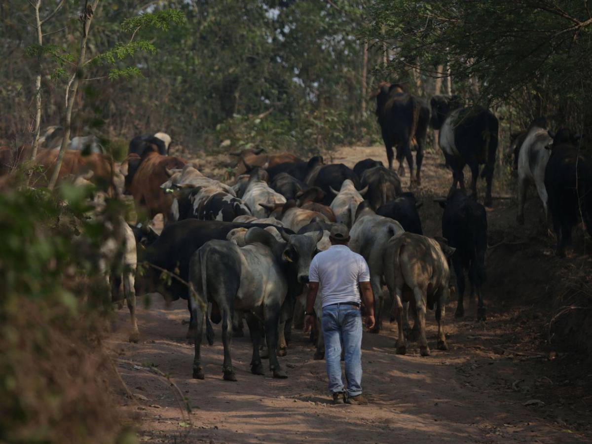¿Qué es la miasis y cómo puede causar la muerte?