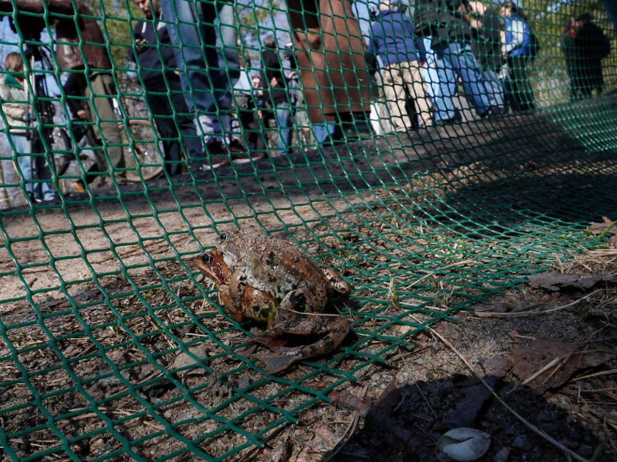 ¡Paso a los anfibios!: San Petersburgo ayuda a las ranas en su migración