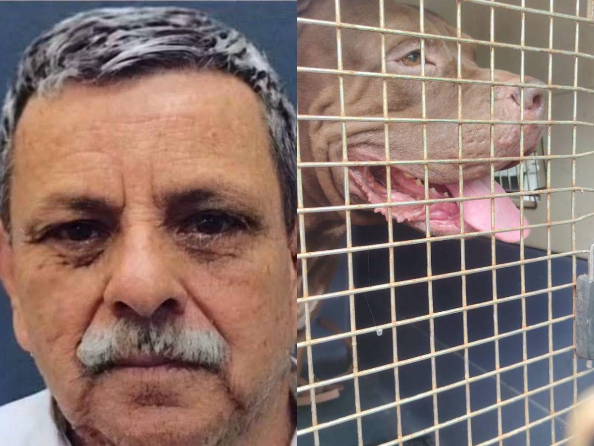 ¡No será sacrificado! Zeus, pitbull que mató a su dueño, irá a un refugio