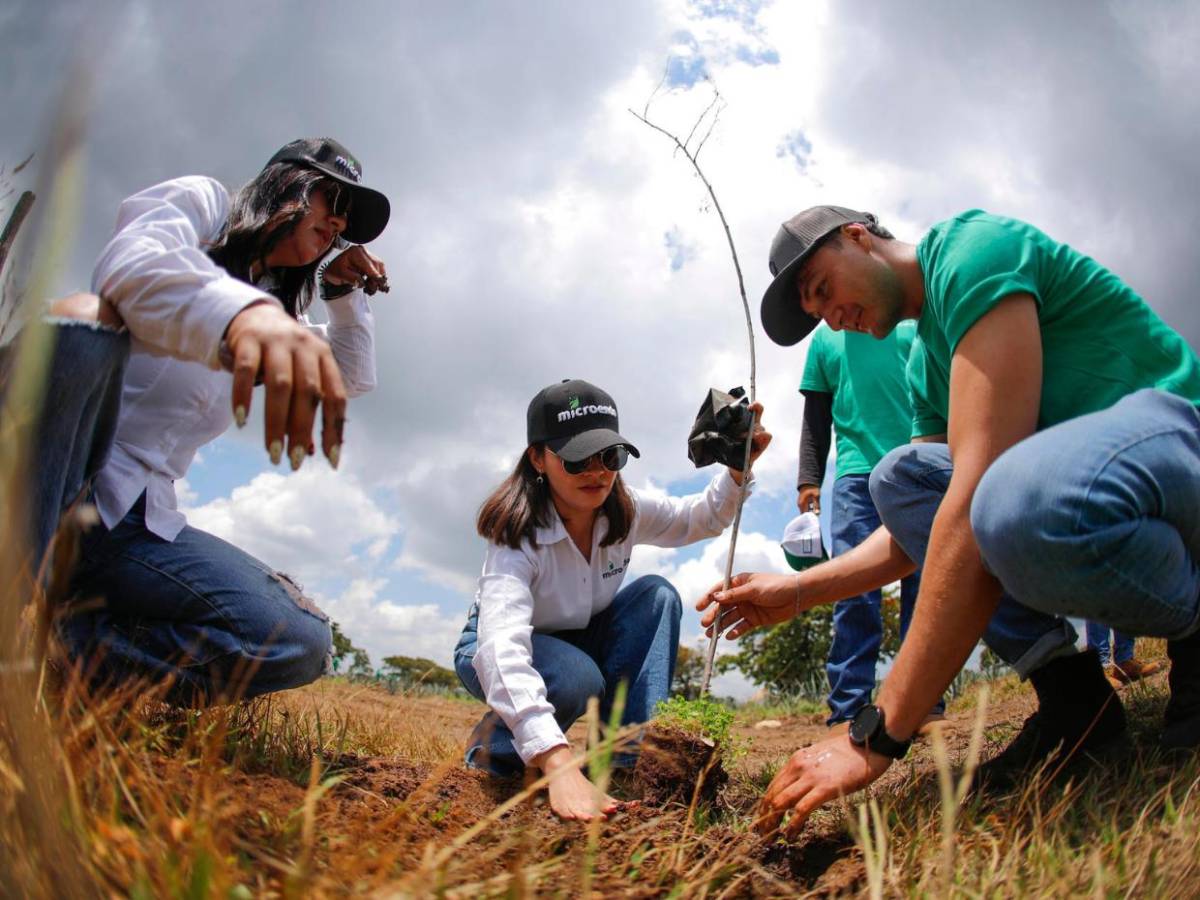 Jalisco reforesta sus bosques tras expansión de cultivos de agave para producir tequila