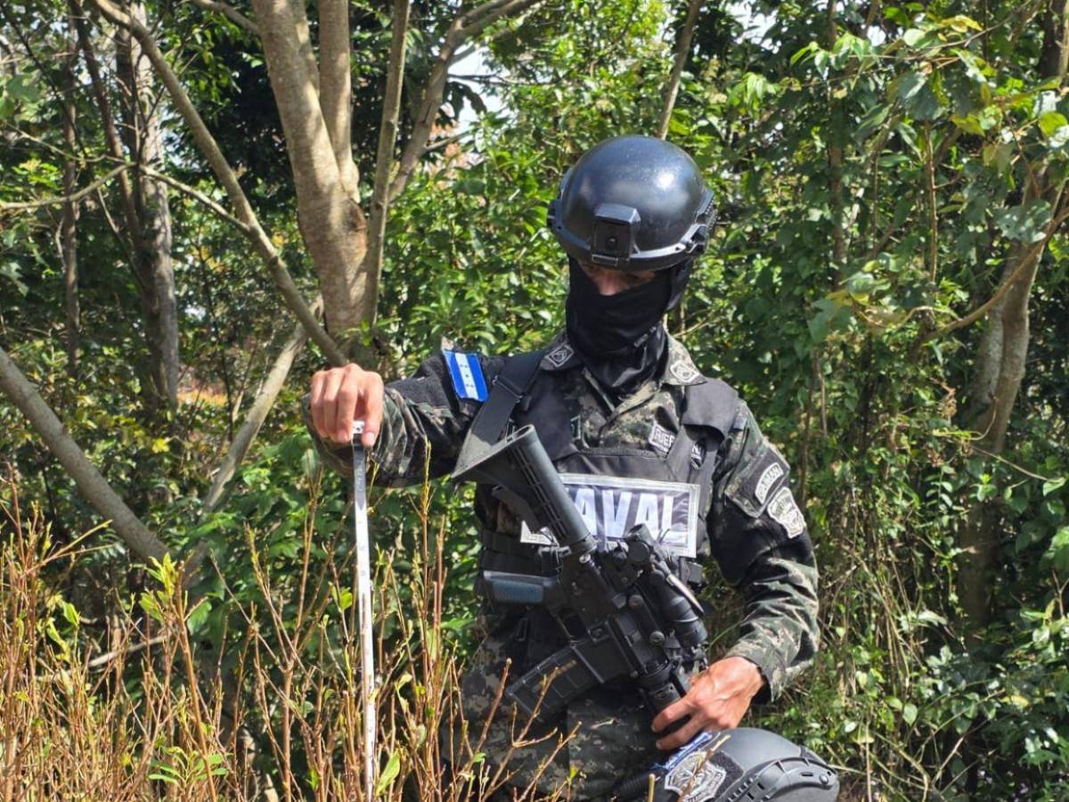 Aseguran 47 mil plantas de droga y narcolaboratorios en zonas montañosas de Colón