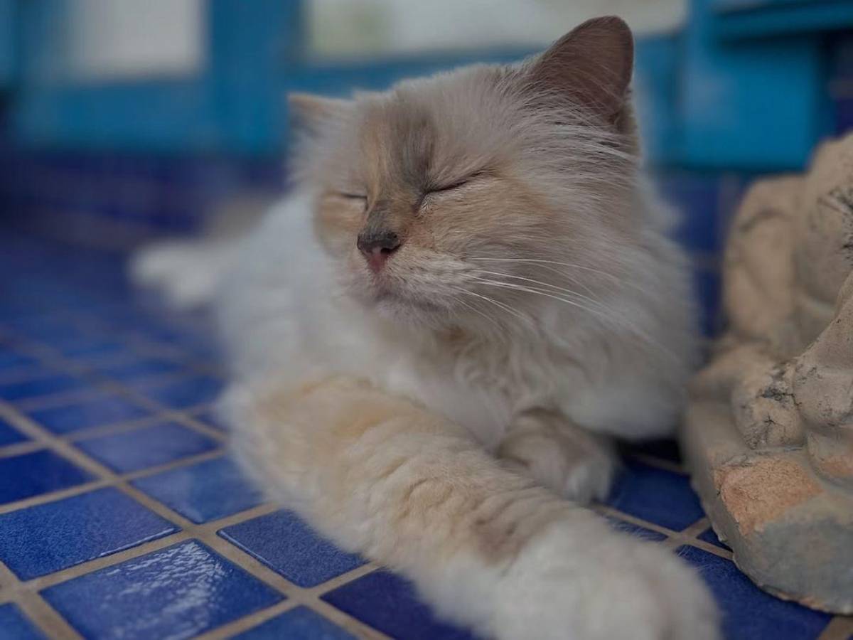 Choupette, la gata de Karl Lagerfeld, aún no recibe su millonaria herencia