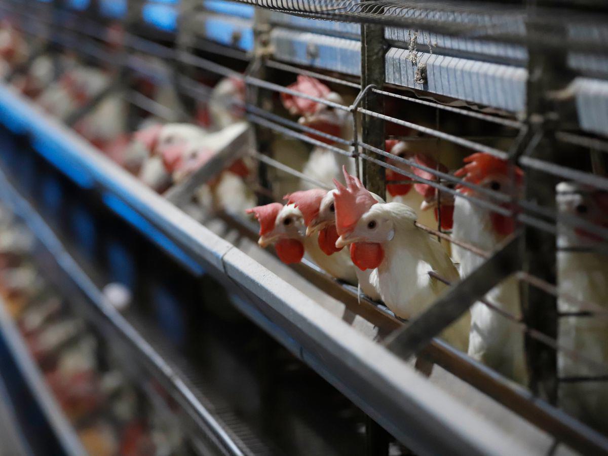 $!Una gallina ponedora tiene una vida de unas 104 semanas, pero es a partir de la semana 22 que comienza a producir huevos, antes de eso solo se alimenta para crecimiento.