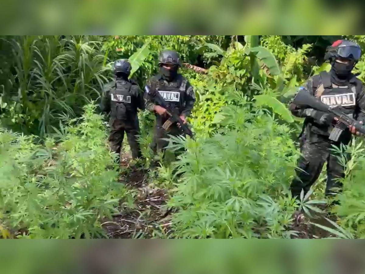 En fotos: así fue el aseguramiento de dos plantaciones de supuesta marihuana en Colón