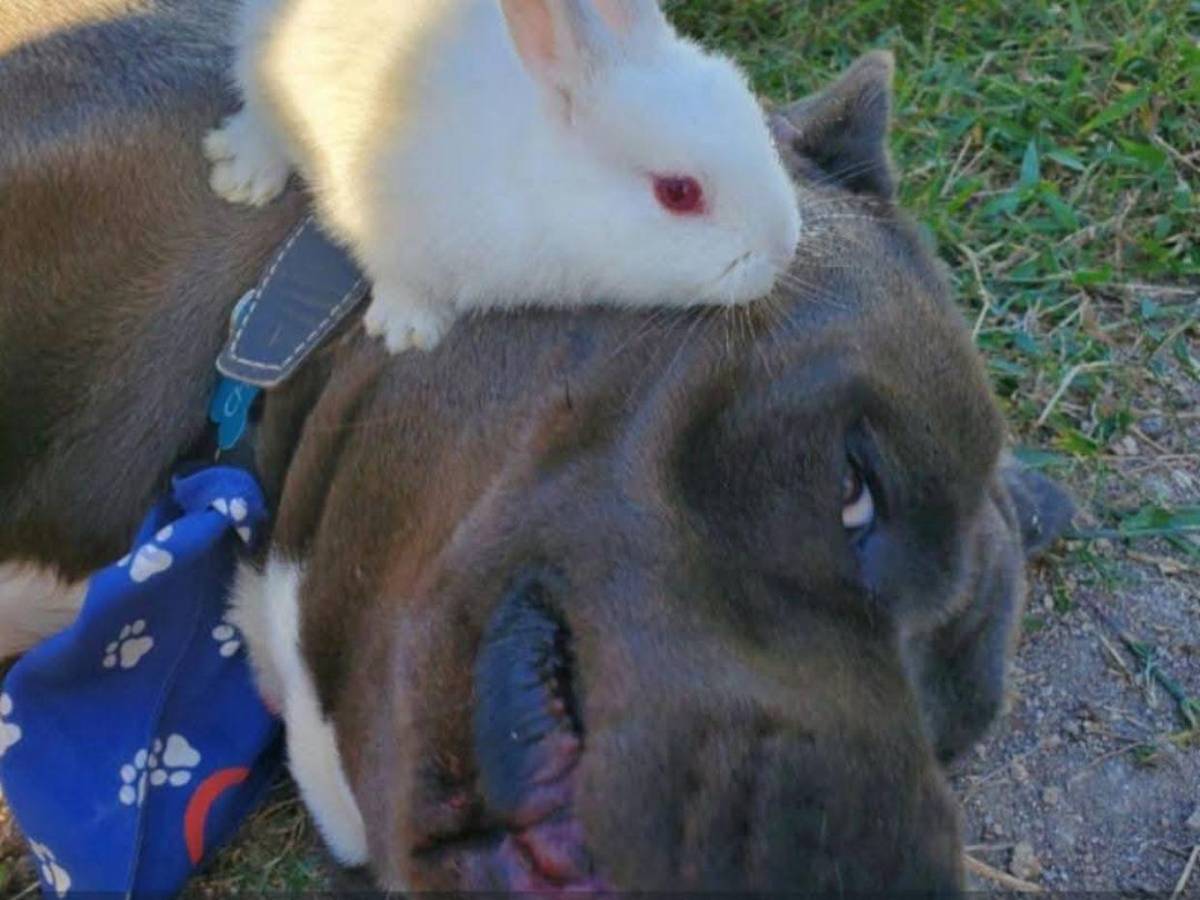 Indignación por muerte de “Chris”, el pitbull que habría sido torturado en Intibucá