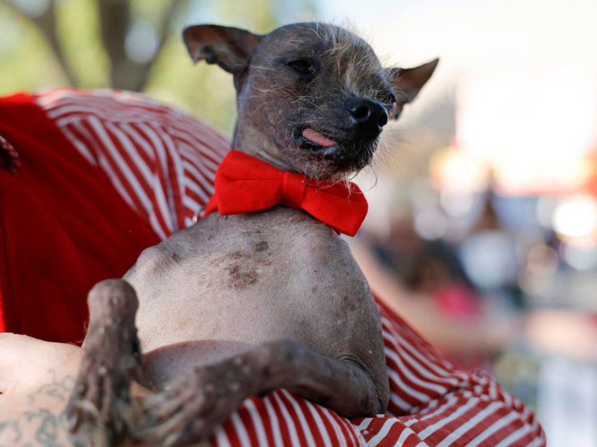 Petunia, el Perro Más Feo del Mundo de 2025