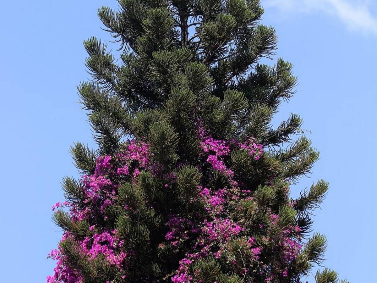 Los macuelizos con sus alegres colores embellecen la capital de Honduras