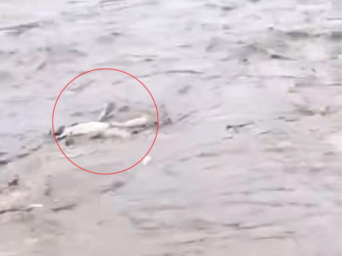 Arrastrado y golpeado por la corriente: así fue hallado un cadáver flotando en el río Ulúa