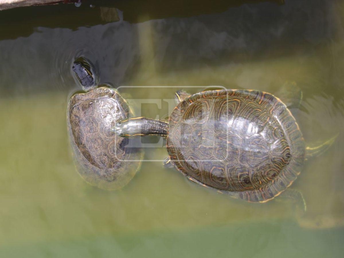 Laguna, paisajes y comida: Santa Lucía, el lugar de escape para esta Semana Santa