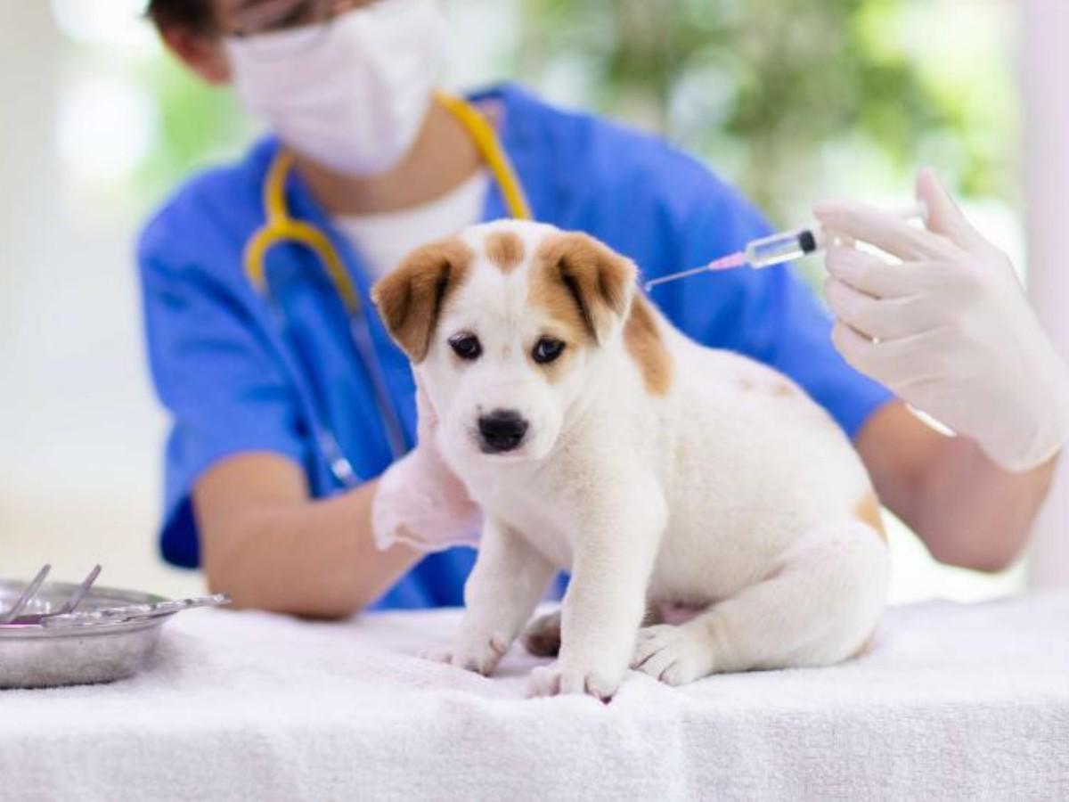 ¿Cuáles serán los servicios de la nueva clínica veterinaria municipal?