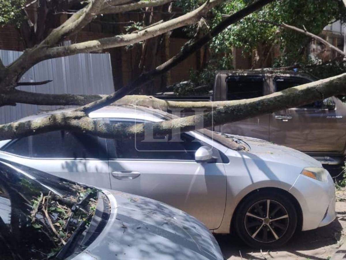 Árbol cae sobre varios vehículos frente a Facultad de Medicina: estudiante se salva de ser aplastado