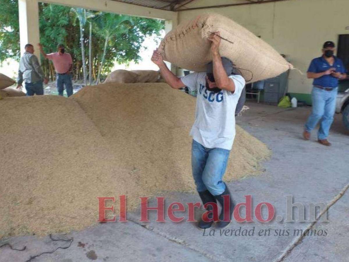 La producción de arroz en Comayagua se redujo en 50 mil quintales en 2021