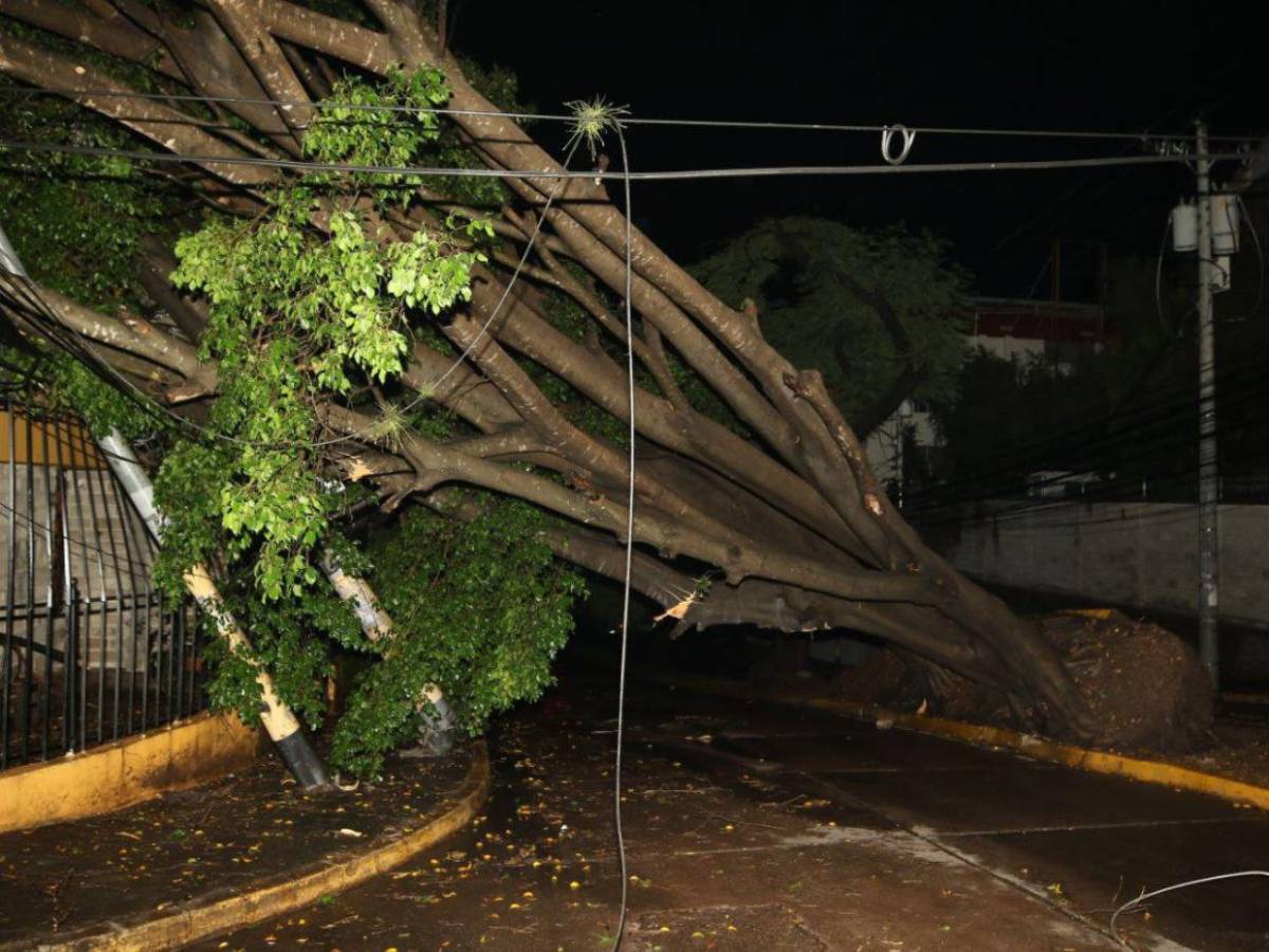 Sin electricidad y sin paso vehicular: caos en Palmira tras caída de árbol por las lluvias