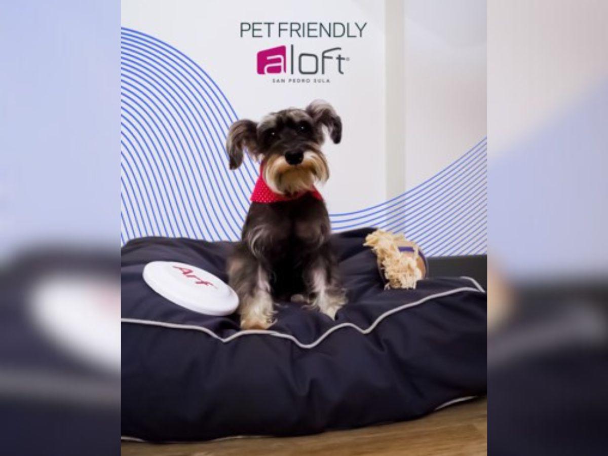 El programa de mascotas ARF es uno de los mejores.