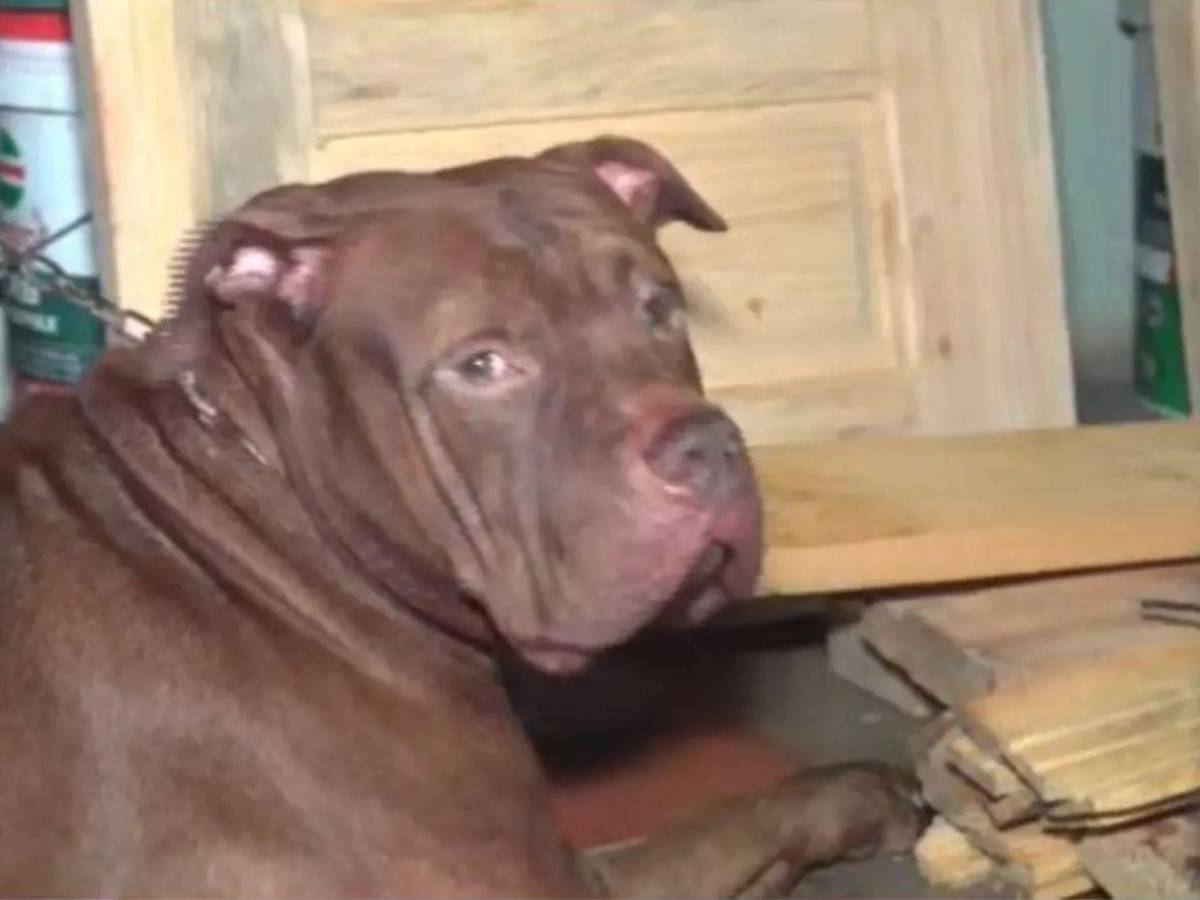 Escuchábamos llorar al perro: Vecinos revelan el trato que recibía el pitbull que mató a su dueño en Tegucigalpa