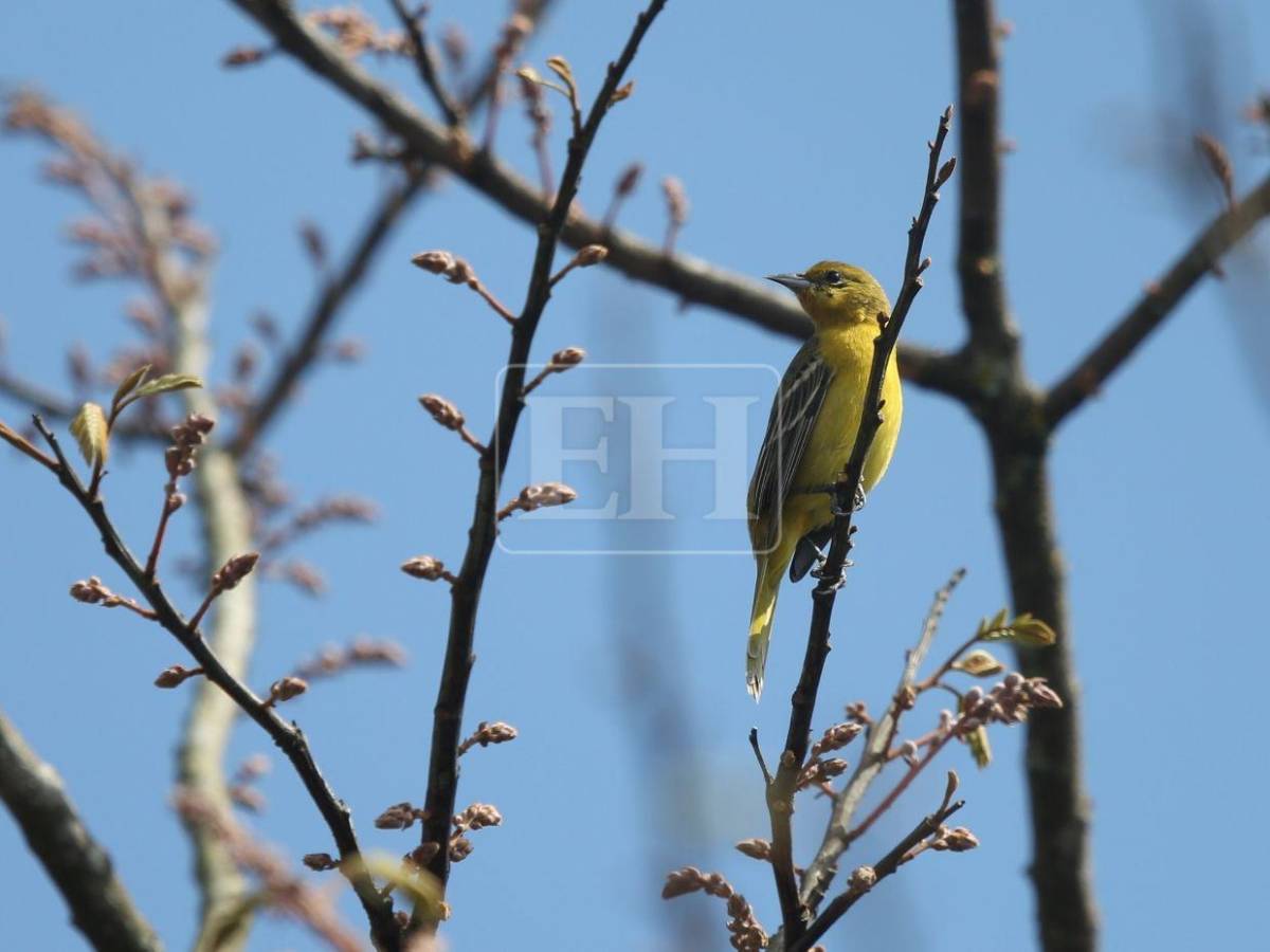 Un recorrido entre las aves que anidan en el corazón verde de Honduras