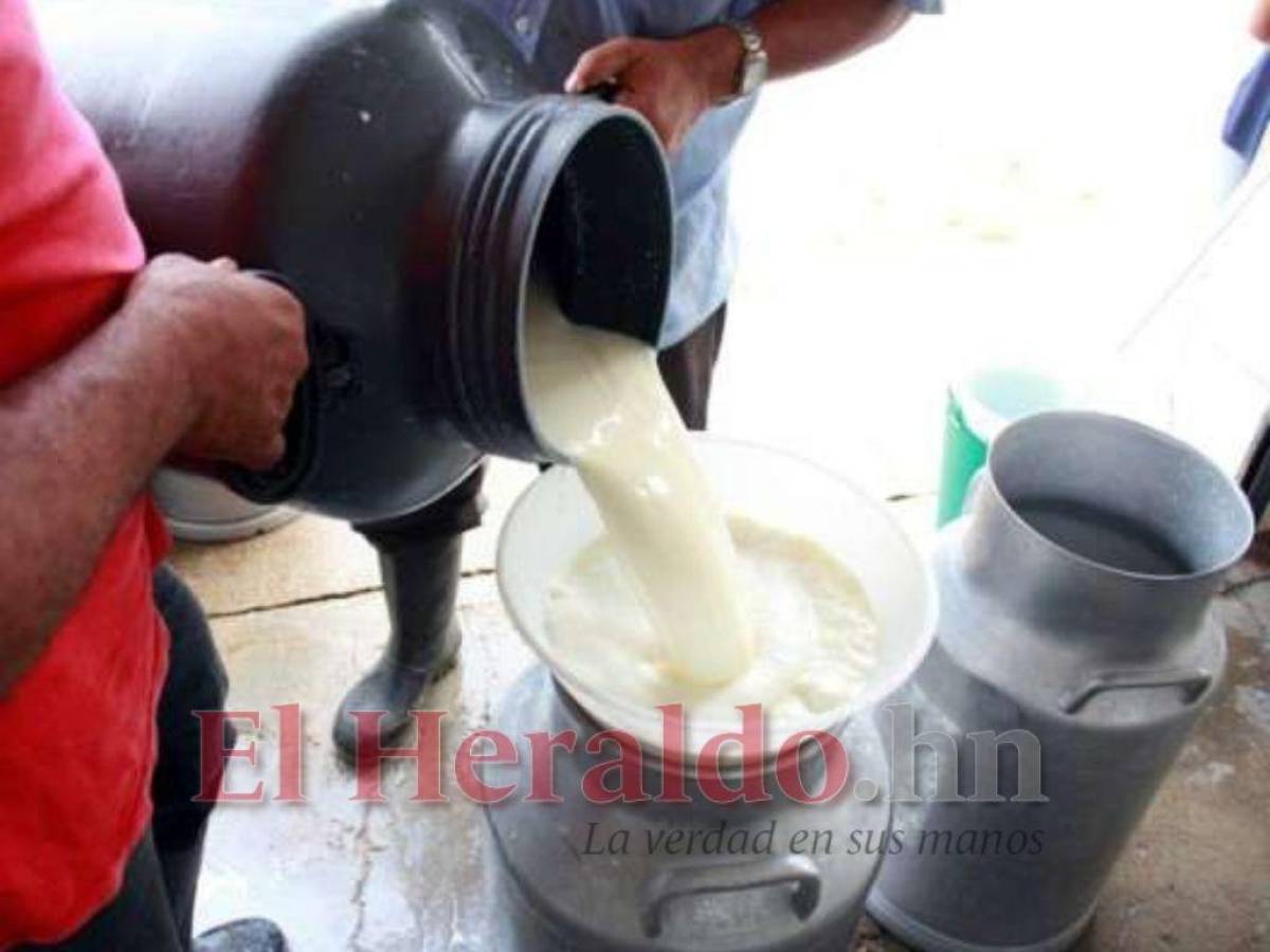 Ganaderos de Olancho plantearán aumento de L 4.70 al litro de leche
