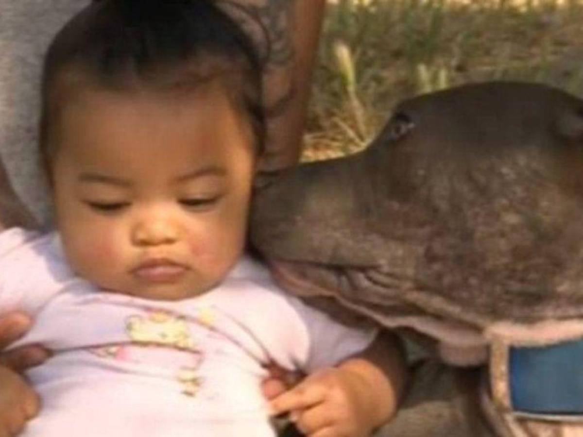 Pitbull salvó a una bebé de un incendio en California